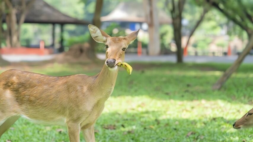 Do Deer Eat Bananas & Banana Peels? Everything You Need to Know