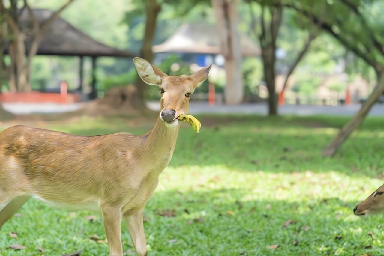 Do Deer Eat Bananas or Banana Peels? Everything You Need to Know