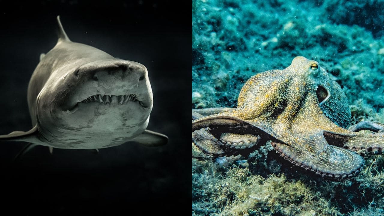 Do Sharks Eat Octopus? Everything You Need to Know