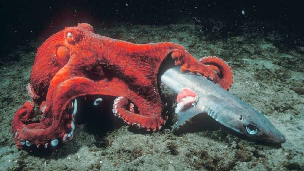 Octopuses Prey on Small Sharks
