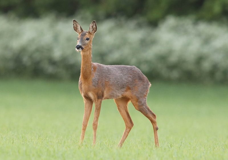 Female Roe Deer