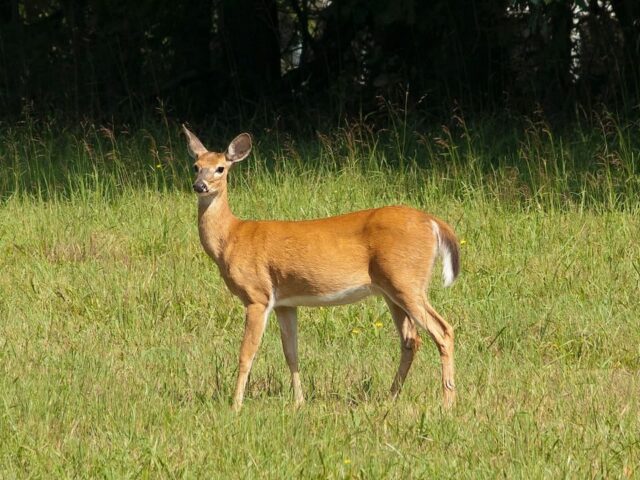 What Is A Female Deer Called? (All Names Explained)