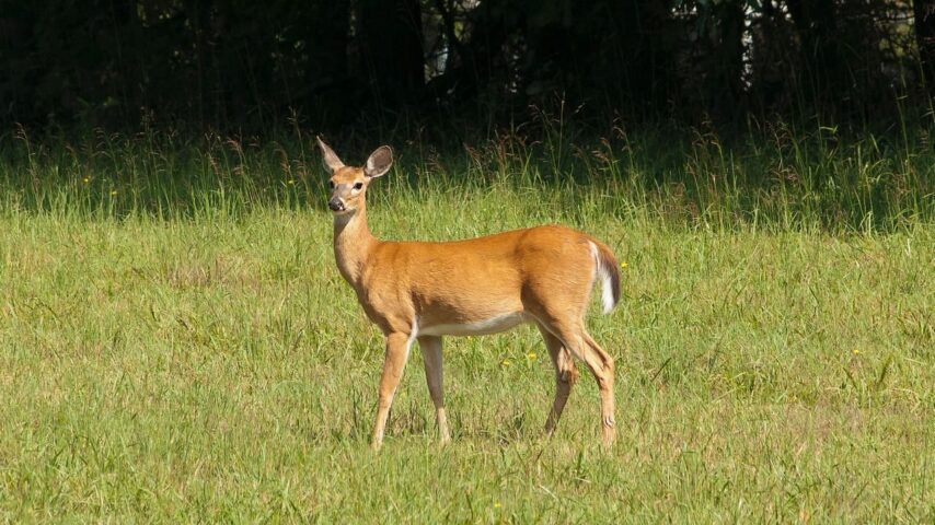 What Is A Female Deer Called? (All Names Explained)