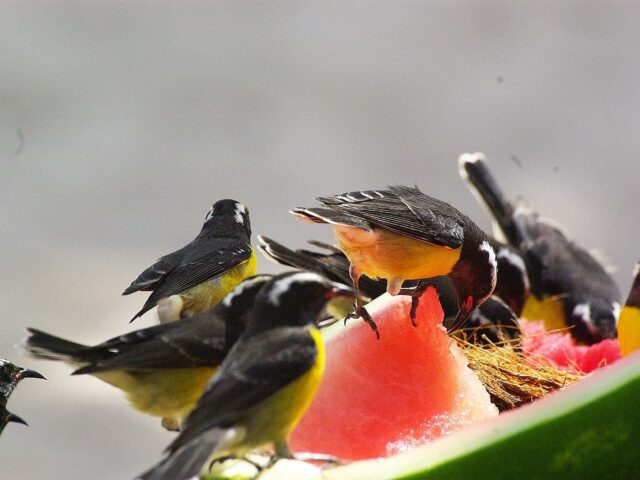 Can Birds Eat Watermelon? Everything You Need to Know