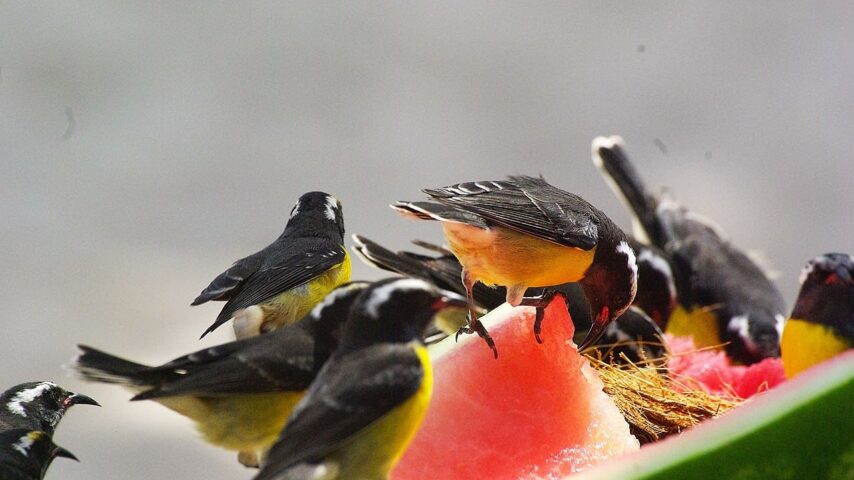 Can Birds Eat Watermelon? Everything You Need to Know