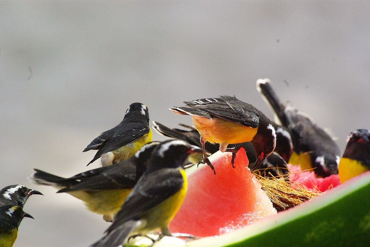 Can birds eat watermelon? Surprising truth revealed