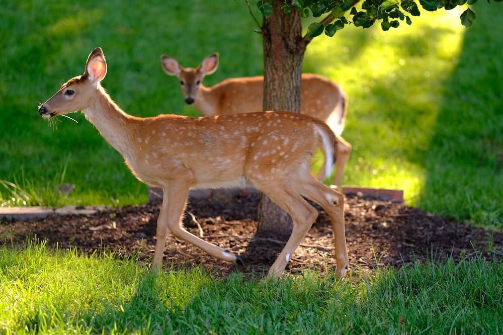 Fawn: Young Male Deer