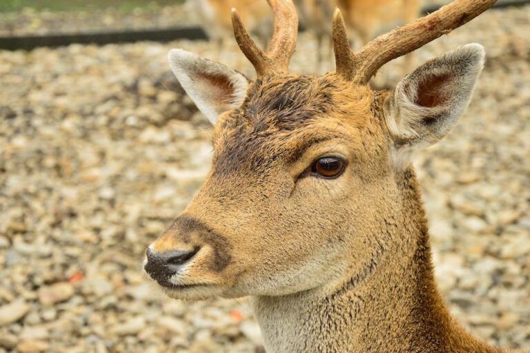 what-is-a-male-deer-called-all-6-names-explained