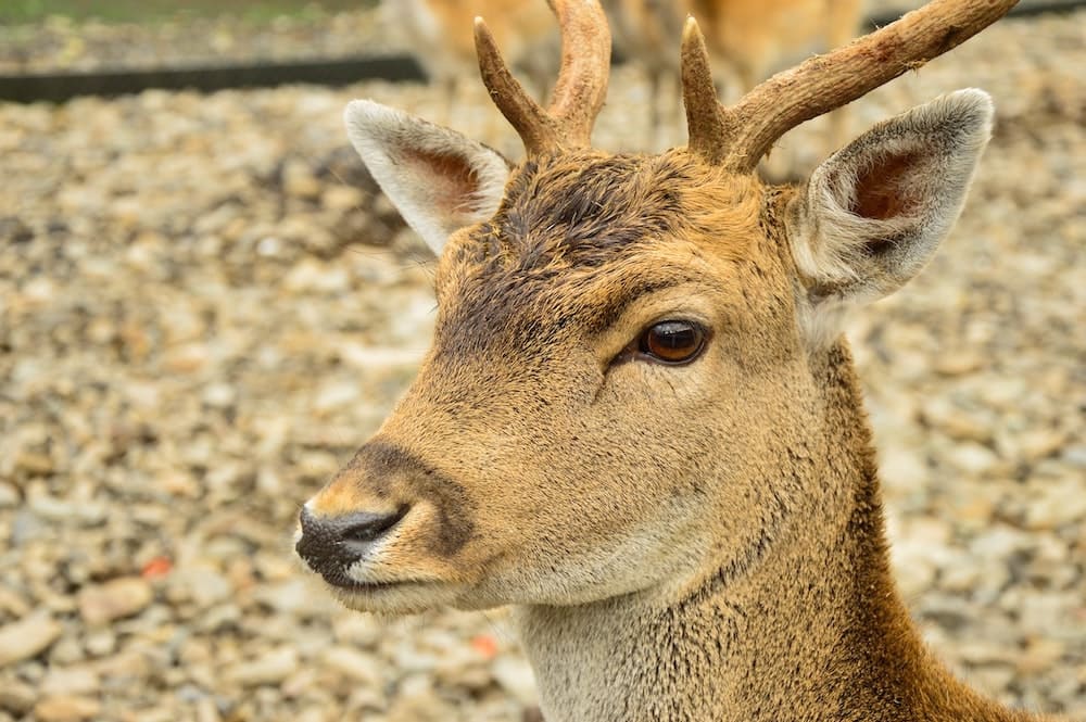 What is a Male Deer Called?