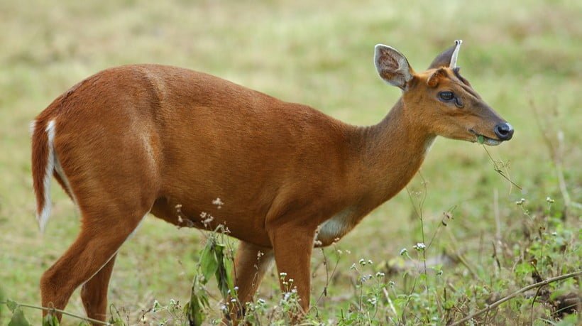 Female Muntjac Deer