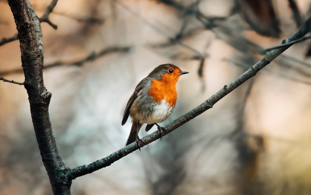 American Robin