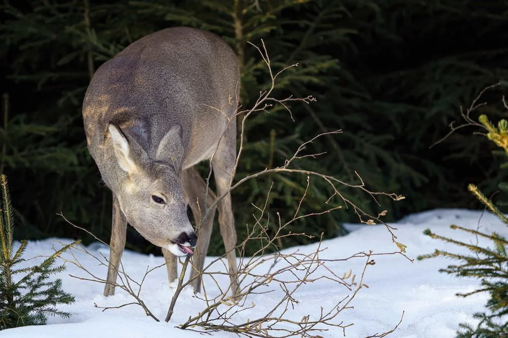 Deer Winter Diet