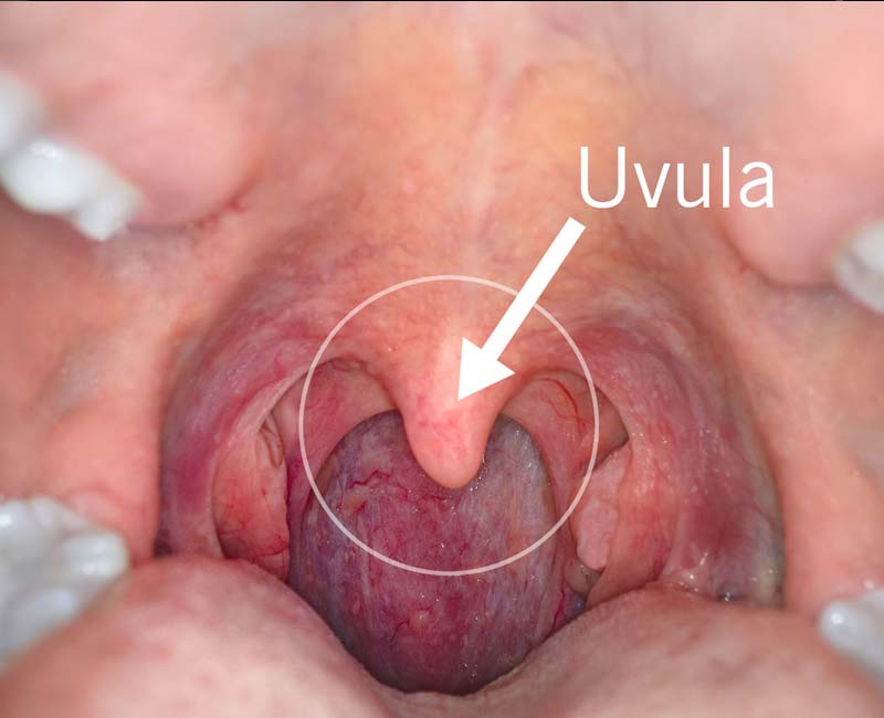 The Role Of The Uvula In Humans