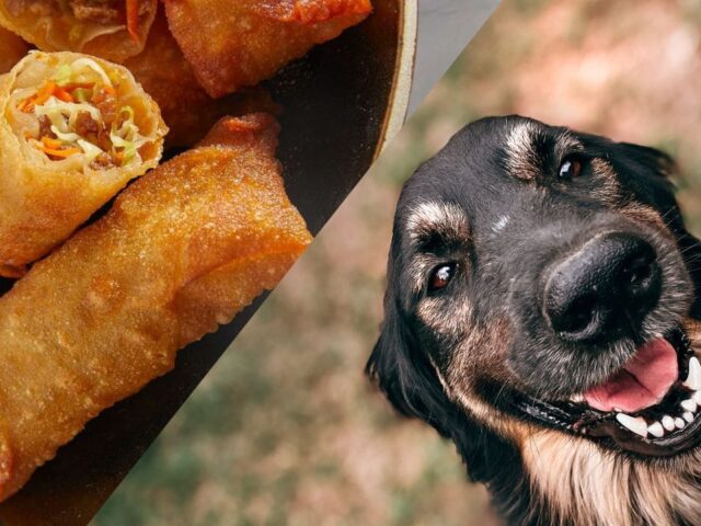 Can Dogs Eat Egg Rolls? Read Before Feeding Egg Rolls to Your Pet