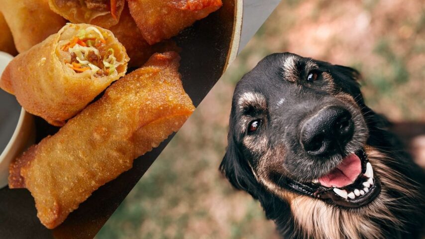 Can Dogs Eat Egg Rolls? Read Before Feeding Egg Rolls to Your Pet