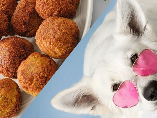 Can Dogs Eat Falafel? Everything You Need to Know