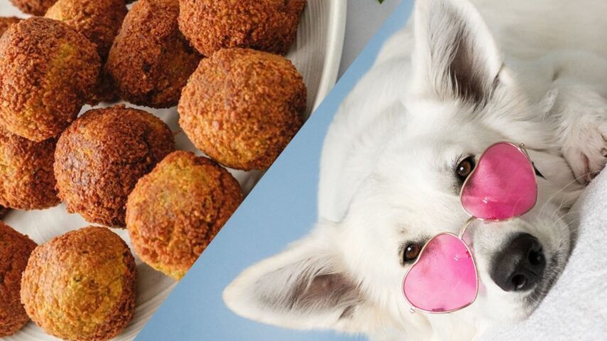 Can Dogs Eat Falafel? Everything You Need to Know