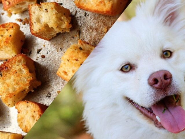 Can Dogs Eat Croutons? Must Read Before Feeding Your Dog Croutons