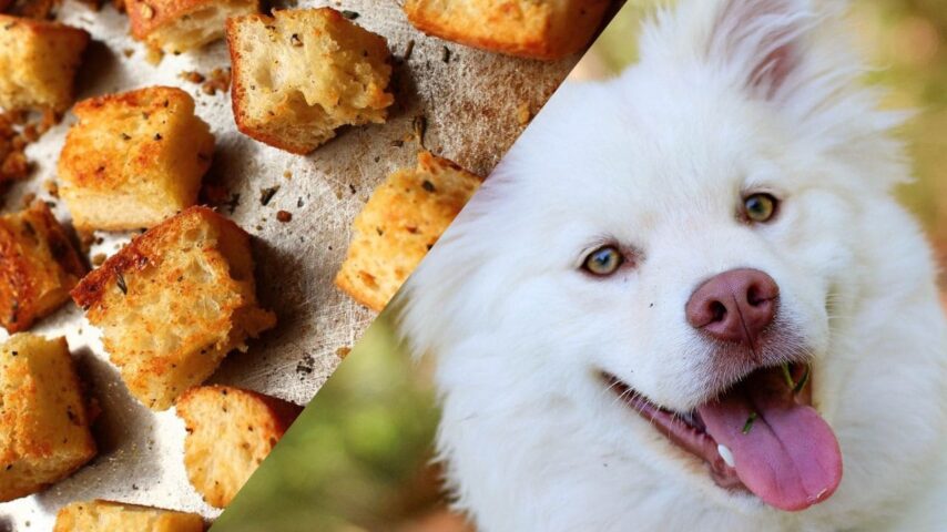 Can Dogs Eat Croutons? Must Read Before Feeding Your Dog Croutons