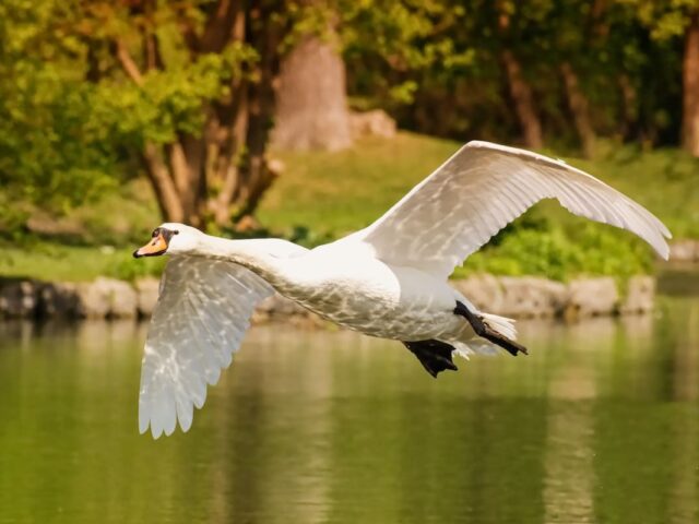 Can Swans Fly? Everything You Need to Know About Swans