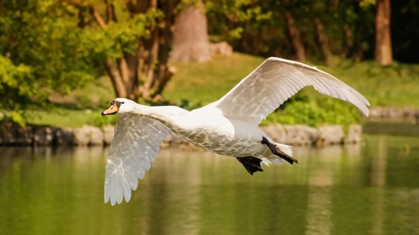 Can Swans Fly? Everything You Need to Know About Swans