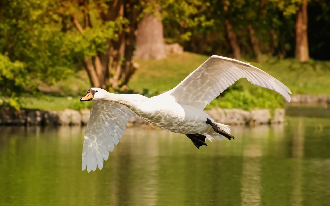 Can Swans Fly? Everything You Need to Know About Swans