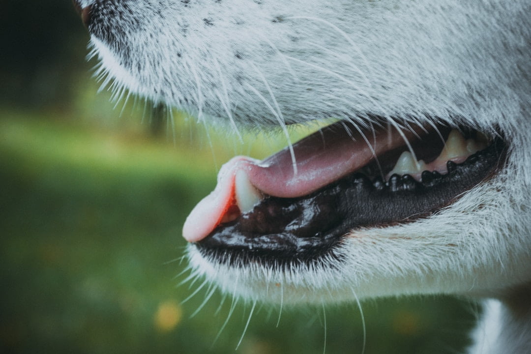 Do Dogs Really Have Uvulas? Everything You Need to Know