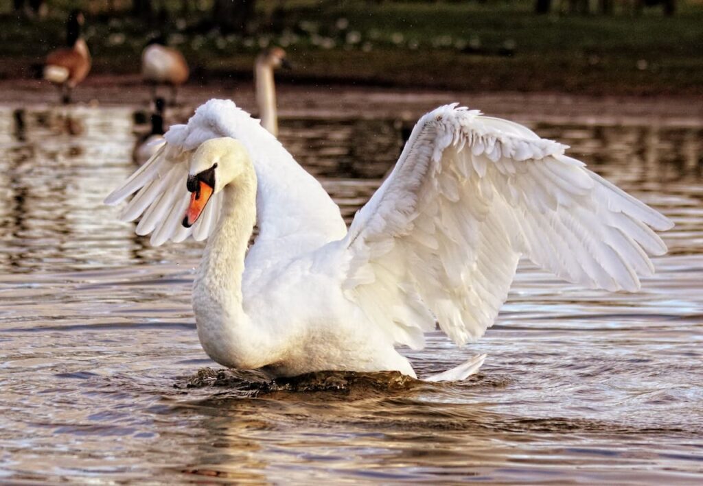 Mechanics of Swan Flight