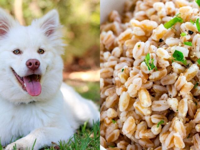 Can Dogs Eat Farro? Exploring the Benefits and Risks