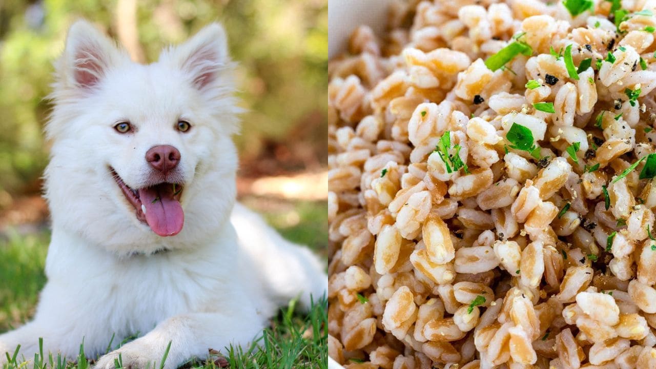 Can Dogs Eat Farro? Exploring the Benefits and Risks