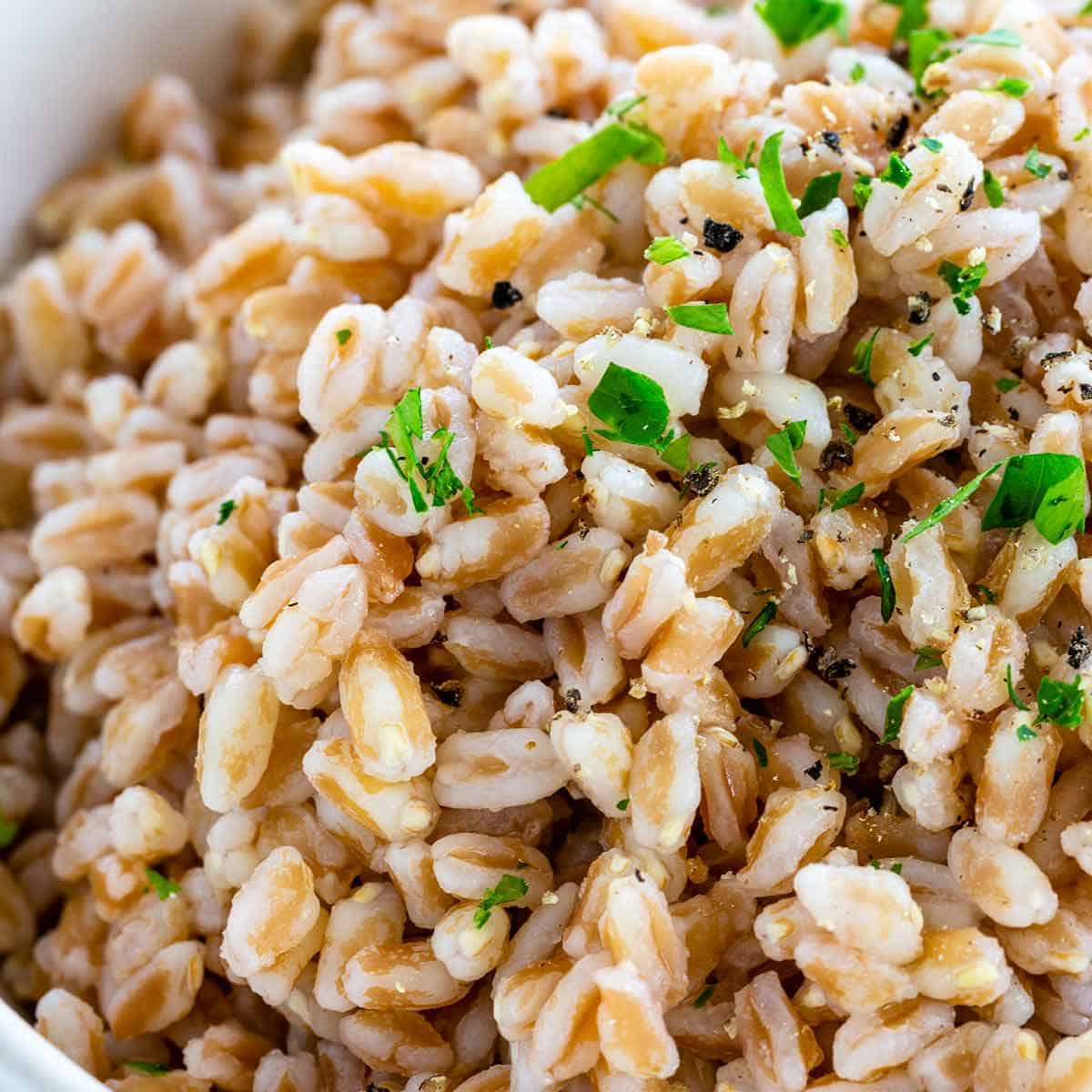 Can Dogs Eat Farro