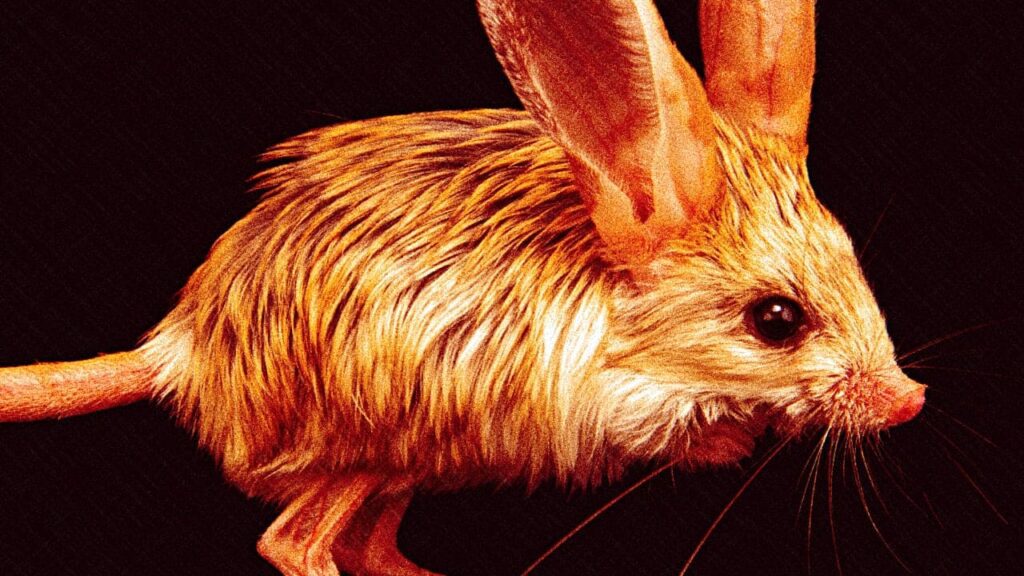 Jerboa: The Adorable Hopping Rodent of the Desert