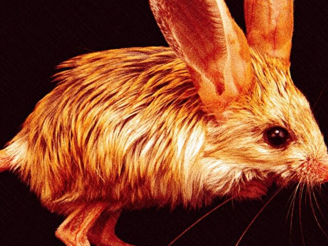 Jerboa: The Adorable Hopping Rodent of the Desert