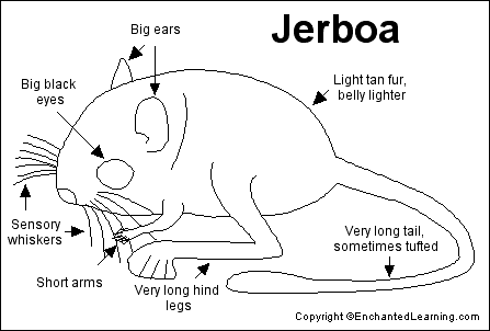Jerboa Anatomy and Adaptations