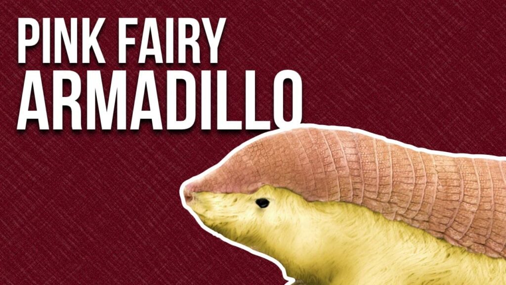 Mysterious Life of the Pink Fairy Armadillo