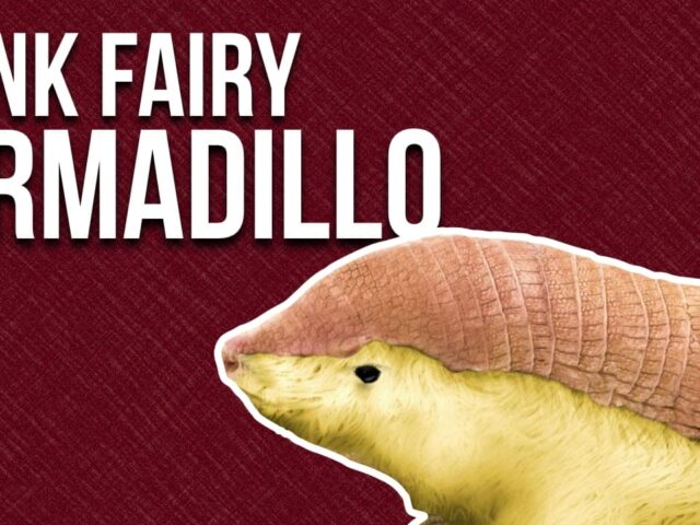 Mysterious Life of the Pink Fairy Armadillo