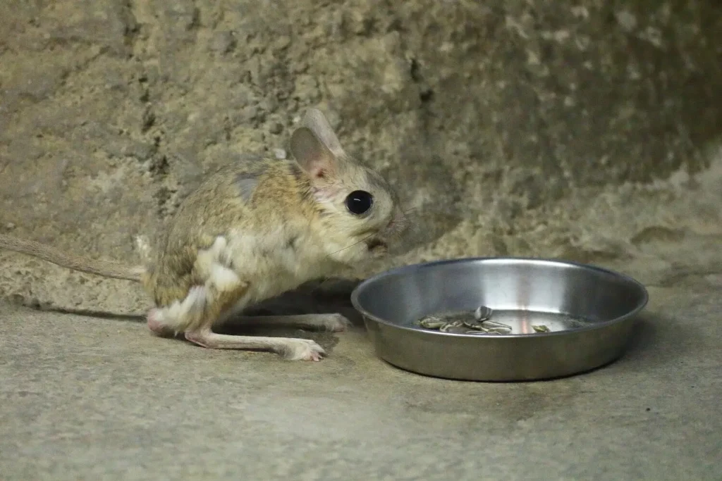Jerboa Diet and Foraging