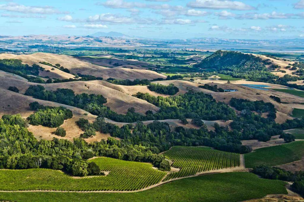 Sonoma vineyard, California