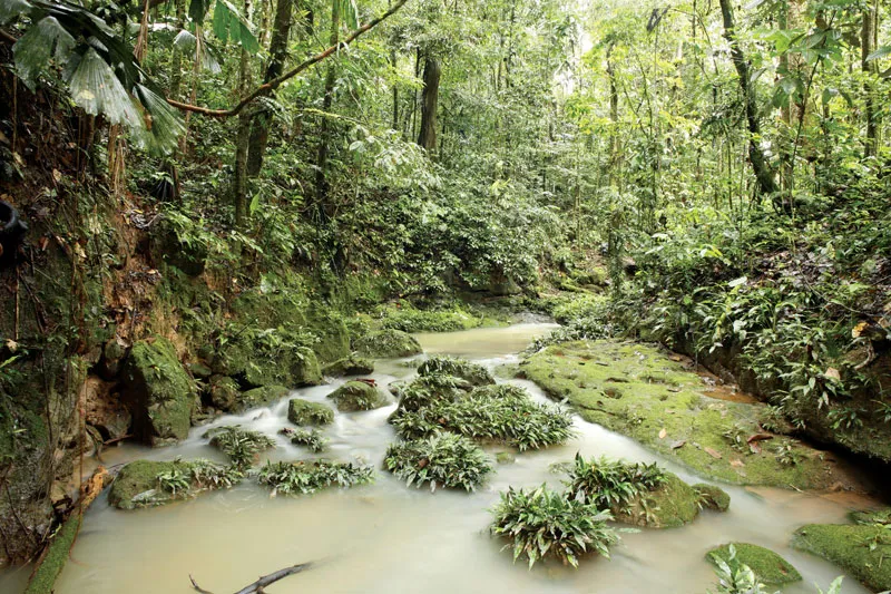 Amazon Rainforest, Brazil