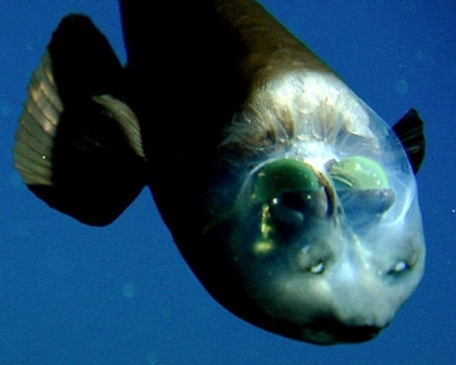 barreleye fish