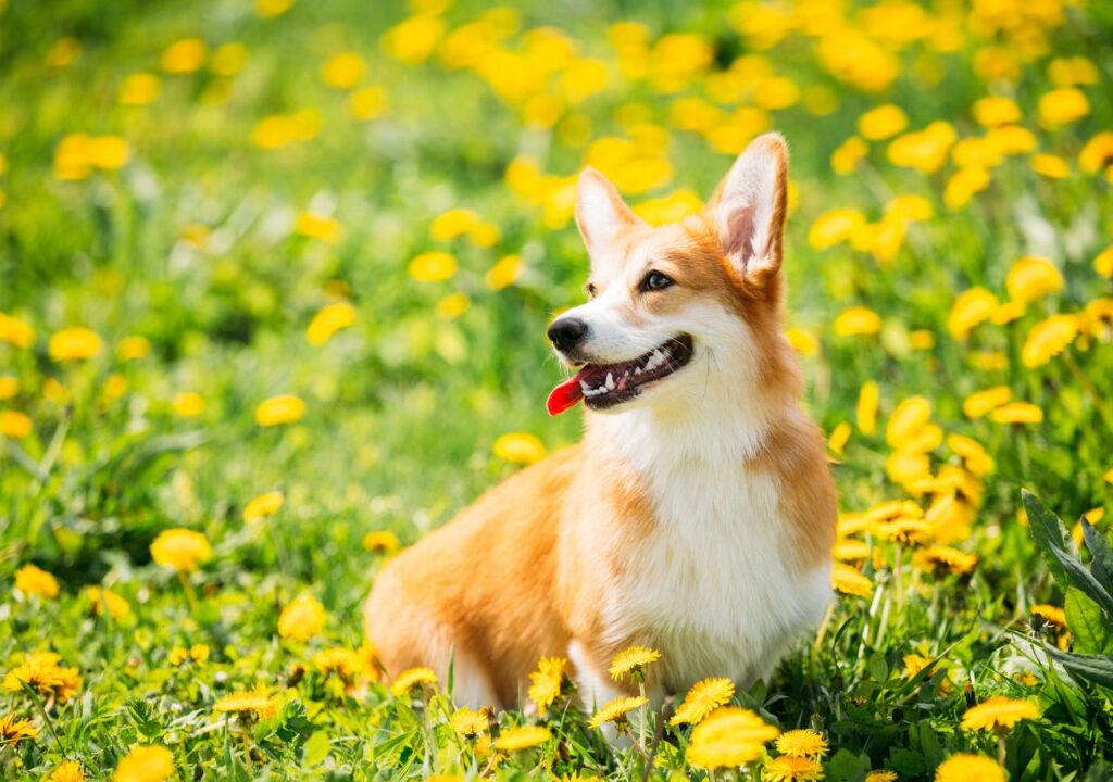 Pembroke Welsh Corgi - Cute Dog Breed