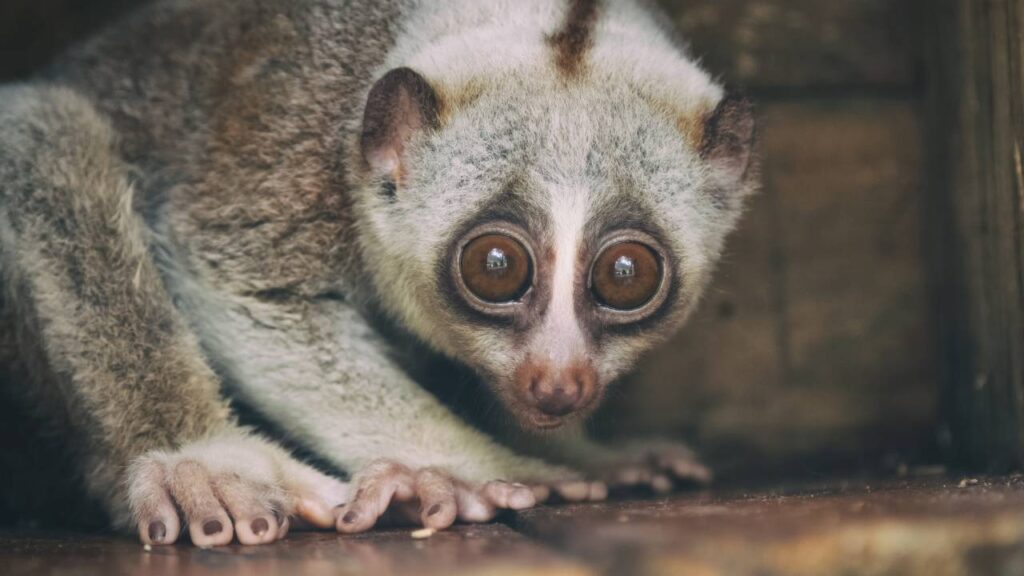 Slow Loris