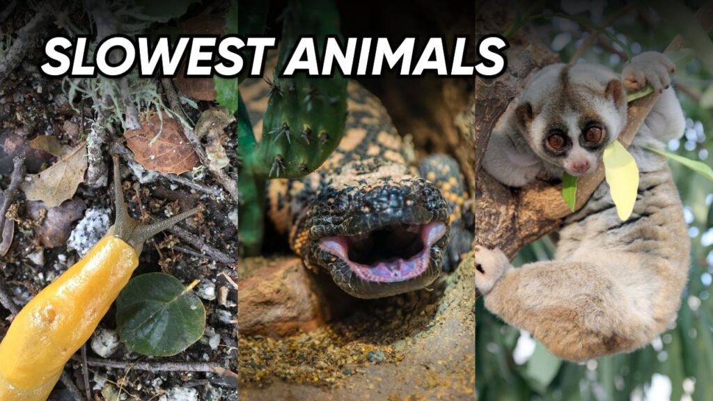 10 Slowest Animals in the World - The Earth Feed