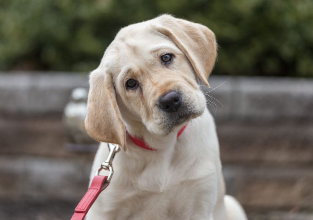 Labrador Retriever