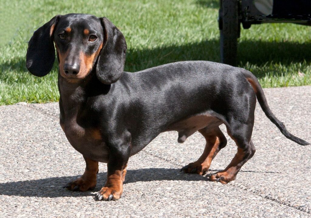 Dachshund