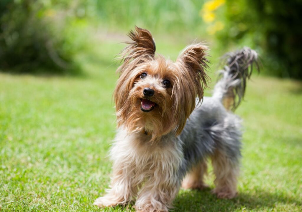 Yorkshire Terrier - Cute Dog Breed