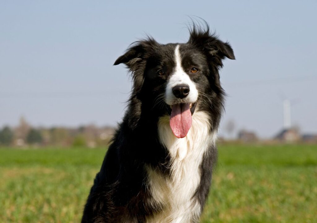 Border Collie