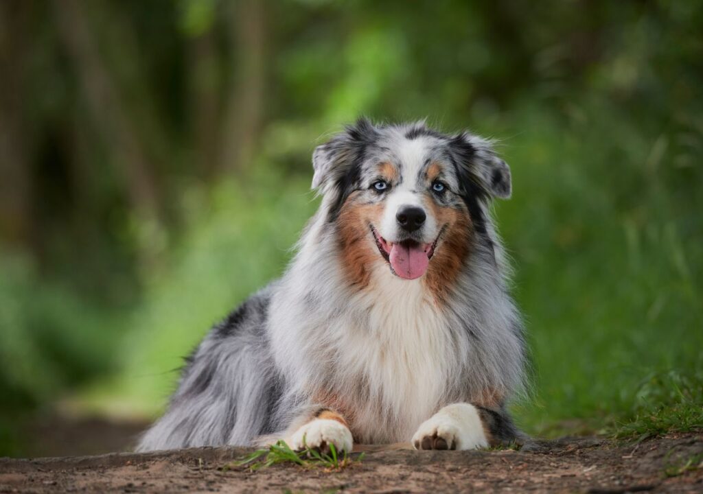 Australian Shepherd - Cute Dog Breed