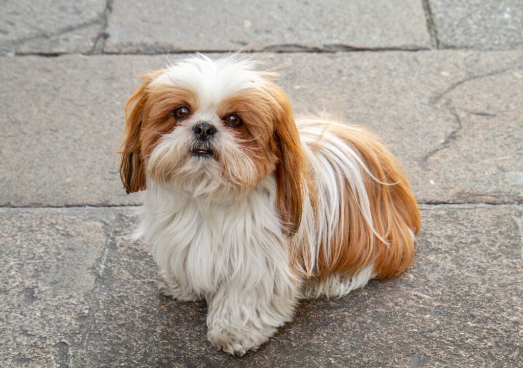 Shih Tzu - Cute Dog Breed