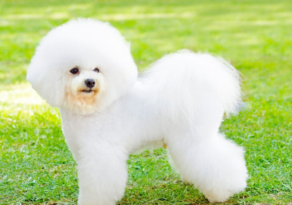 Bichon Frise - Cute Dog Breed